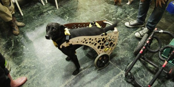 dogwheelchair